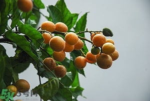 孕婦能吃黃皮果嗎？孕婦吃黃皮果好嗎？