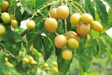 黃皮果是熱性還是涼性？黃皮果是涼性嗎？