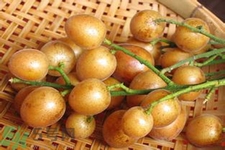 黃皮果是不是發(fā)物？黃皮果是發(fā)物嗎？