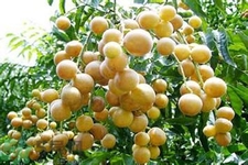 黃皮果果核可以吃嗎？黃皮果果核有什么功效？