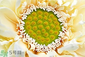 蓮蓬是什么東西？蓮蓬是什么顏色的？