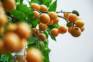 孕婦能吃黃皮果嗎？孕婦吃黃皮果好嗎？