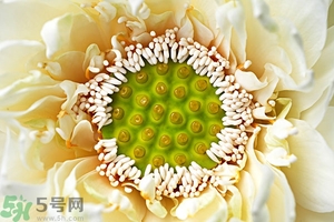 蓮蓬是什么東西？蓮蓬是什么顏色的？