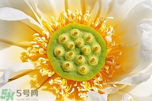 蓮蓬可以多吃嗎？蓮子吃多了會怎樣？