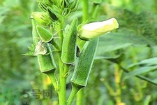 秋葵花可以吃嗎？秋葵花的做法
