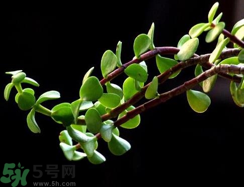 馬齒莧是熱性還是涼性？馬齒莧是涼性嗎？