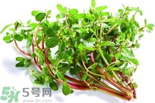 馬齒莧是熱性還是涼性？馬齒莧是涼性嗎？