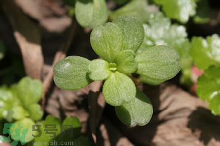馬齒莧是不是發(fā)物？馬齒莧是發(fā)物嗎？