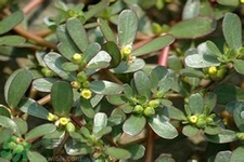 馬齒莧是不是發(fā)物？馬齒莧是發(fā)物嗎？
