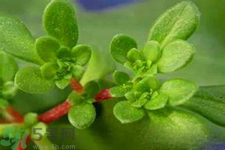 馬齒莧是不是發(fā)物？馬齒莧是發(fā)物嗎？