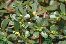 馬齒莧是酸性還是堿性？馬齒莧是堿性嗎？