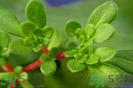 馬齒莧是酸性還是堿性？馬齒莧是堿性嗎？