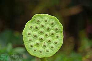 蓮蓬可以多吃嗎？蓮子吃多了會怎樣？