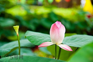蓮蓬可以多吃嗎？蓮子吃多了會怎樣？