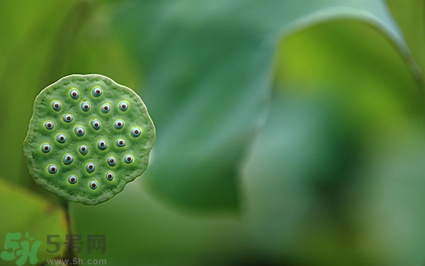 蓮子芯泡茶有什么功效？蓮子心的功效與作用
