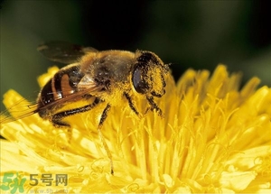 蜂蜜放久了有酒味是怎么回事？蜂蜜有酒味還能喝嗎？