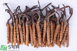冬蟲夏草是怎么形成的？冬蟲夏草是蟲子嗎？
