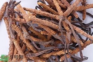 冬蟲夏草是怎么形成的？冬蟲夏草是蟲子嗎？