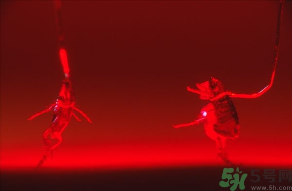 家里有跳蚤怎么快速去除？屋里有跳蚤怎么消滅掉？