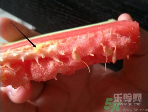 如何辨別催熟的西瓜？催熟的西瓜是什么樣的？