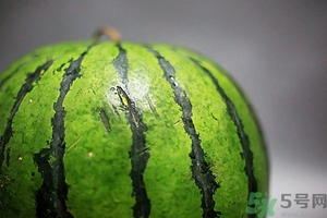 如何辨別催熟的西瓜？催熟的西瓜是什么樣的？