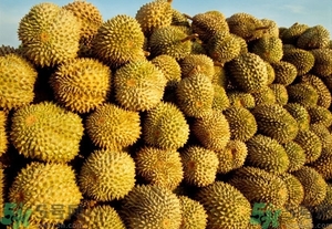 榴蓮能放冰箱嗎？榴蓮放在冰箱能保存幾天？