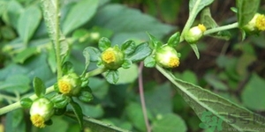 鹿活草真的有嗎？鹿活草貴嗎鹿活草哪里有？