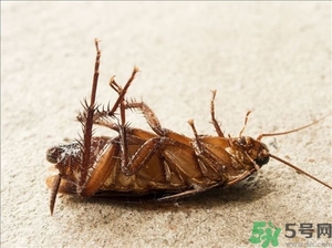 家里有蟑螂怎么辦能除根嗎？家里有蟑螂怎樣能徹底消滅？