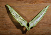 秋葵是轉(zhuǎn)基因食品嗎？秋葵是壯陽的嗎?