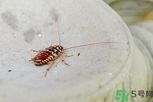 家里有蟑螂怎么辦能除根嗎？家里有蟑螂怎樣能徹底消滅？
