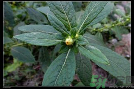 鹿活草多少錢？鹿活草有什么用？