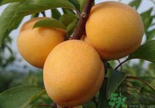 杏子上有黑點(diǎn)是怎么回事？杏子上有斑點(diǎn)可以吃嗎？