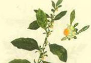 鹿活草多少錢(qián)？鹿活草有什么用？