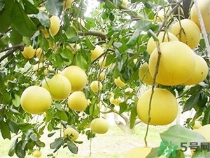 柚子的瓤是紅色正常嗎？柚子里面是紅色的能吃嗎？