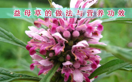 益母草可以治療宮寒嗎 宮寒什么時(shí)候喝益母草好