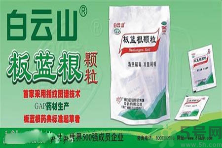 感冒了吃板藍(lán)根有效嗎？感冒了吃板藍(lán)根有用嗎？