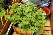 驅(qū)蚊草可以驅(qū)蚊嗎？驅(qū)蚊草有用嗎？