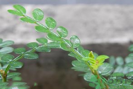 驅(qū)蚊草可以驅(qū)蚊嗎？驅(qū)蚊草有用嗎？