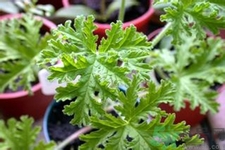 驅(qū)蚊草可以驅(qū)蚊嗎？驅(qū)蚊草有用嗎？