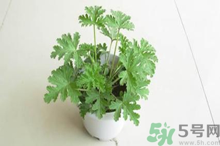 驅(qū)蚊草孕婦可以聞嗎？驅(qū)蚊草對孕婦有害嗎？