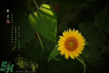 大暑吃什么水果？大暑吃什么水果養(yǎng)生？