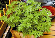 驅(qū)蚊草孕婦可以聞嗎？驅(qū)蚊草對(duì)孕婦有害嗎？