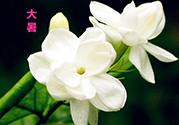 大暑是入伏嗎？大暑是最熱的時(shí)候嗎？