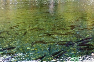 洪水里的魚能吃嗎？洪水里的魚可不可以吃？