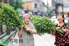 夏天可以用艾草驅(qū)蚊嗎？夏天可不可以用艾草驅(qū)蚊？