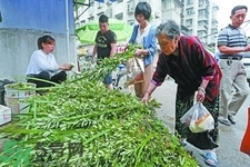 夏天可以用艾草驅(qū)蚊嗎？夏天可不可以用艾草驅(qū)蚊？