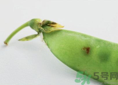 煮豌豆怎么做好吃？煮豌豆的做法