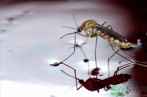蚊子叮的癢怎么辦？蚊子叮的大包怎么辦？