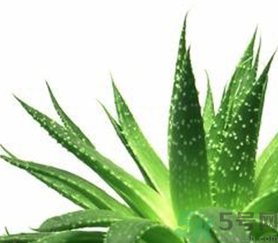 蘆薈膠會(huì)堵塞毛孔嗎？蘆薈膠應(yīng)該怎么用？