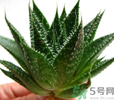 蘆薈膠會(huì)堵塞毛孔嗎？蘆薈膠應(yīng)該怎么用？